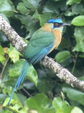 Lesson's Motmot - ML638492780