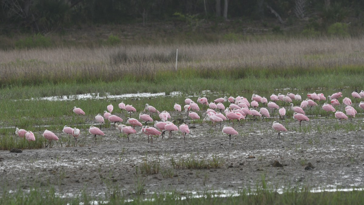 Roseate Spoonbill - ML638492784