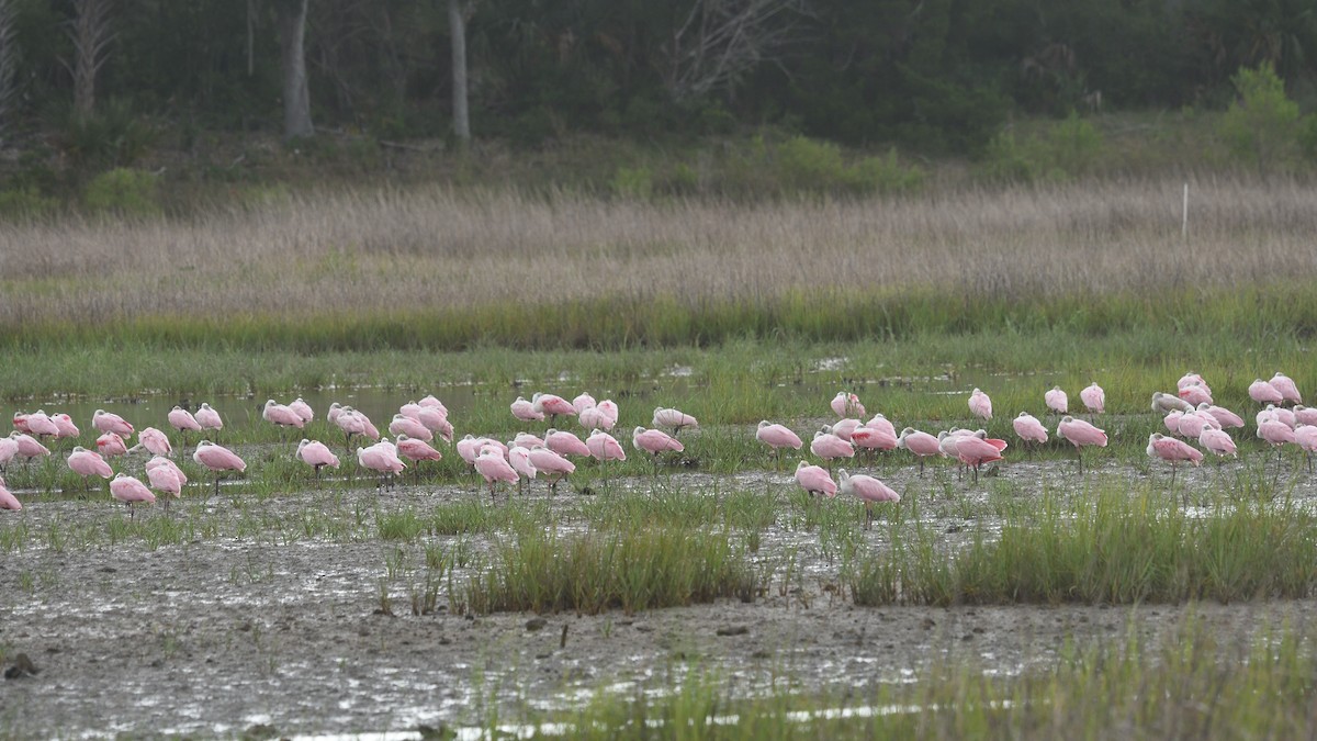 Roseate Spoonbill - ML638492787