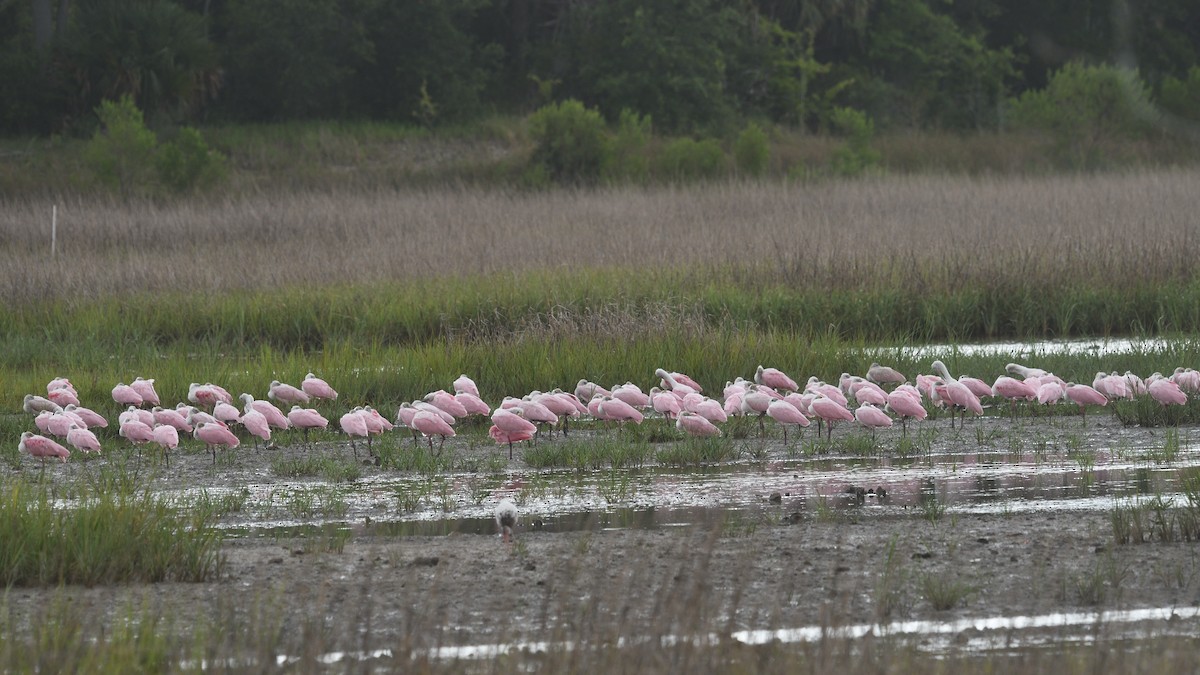 Roseate Spoonbill - ML638492788