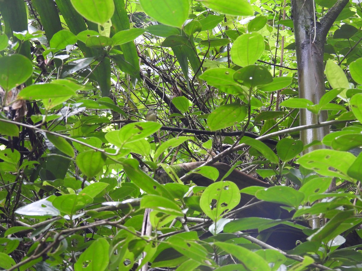 Blue Mountain Vireo - ML638492789