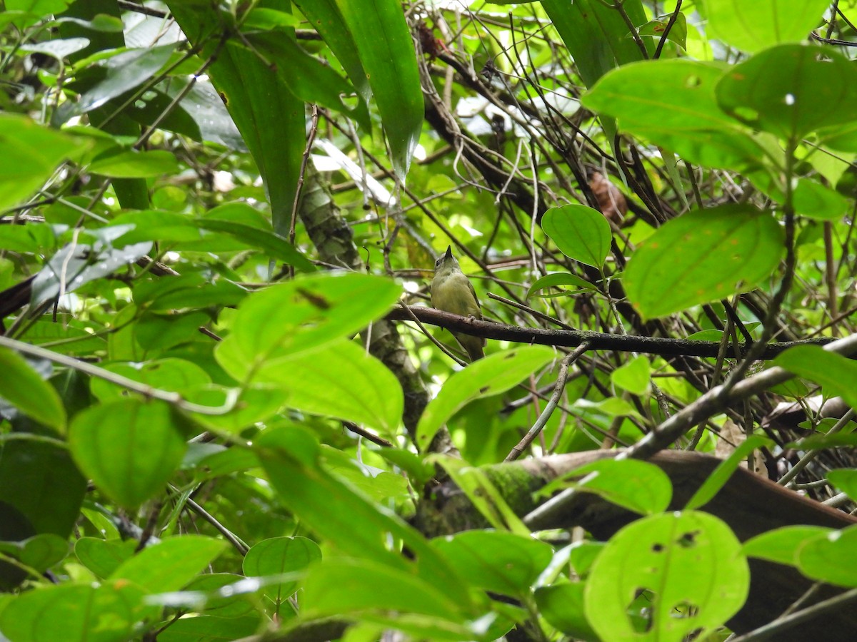 Blue Mountain Vireo - ML638492800