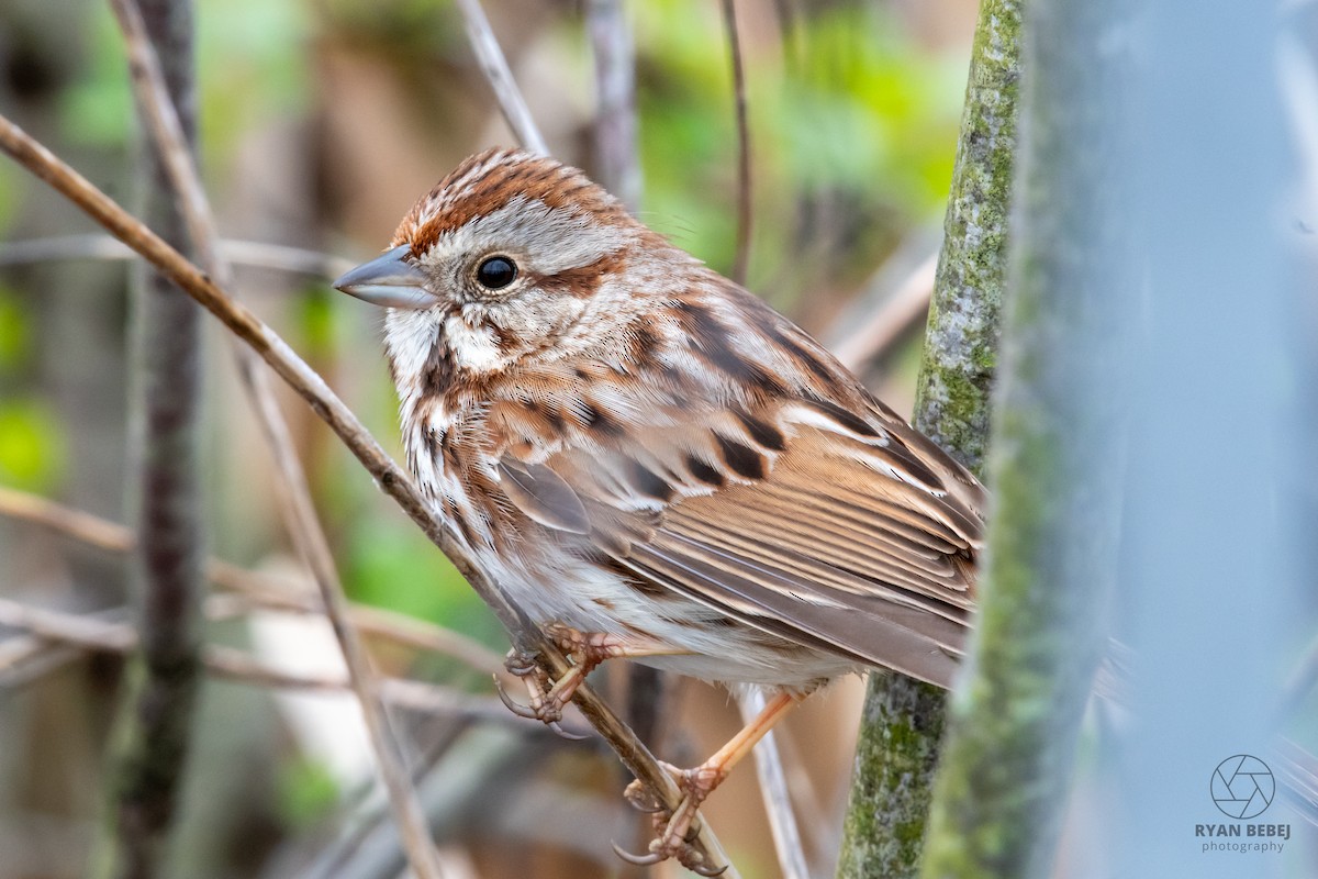 Song Sparrow - ML638492803