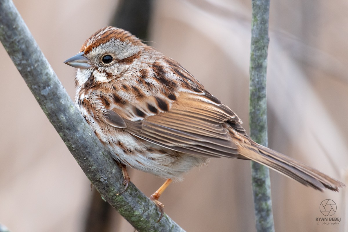 Song Sparrow - ML638492805