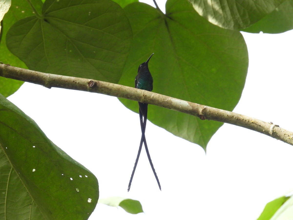 Black-billed Streamertail - ML638492830