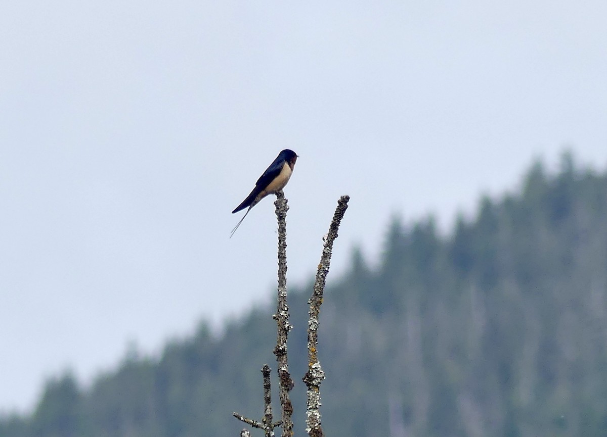 Golondrina Común - ML638492844