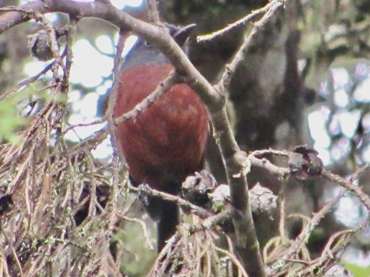 Chestnut-bellied Chat-Tyrant - ML638492852