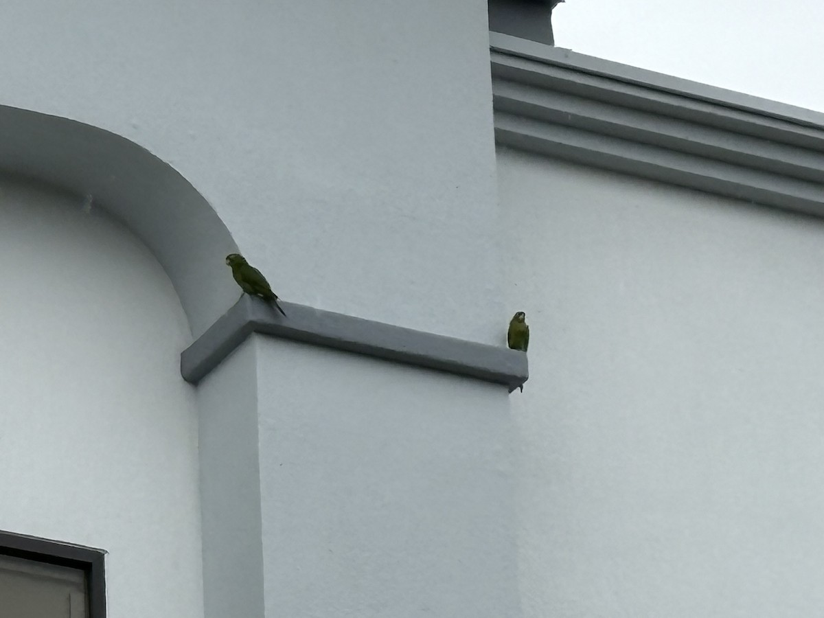 Crimson-fronted Parakeet - ML638492854