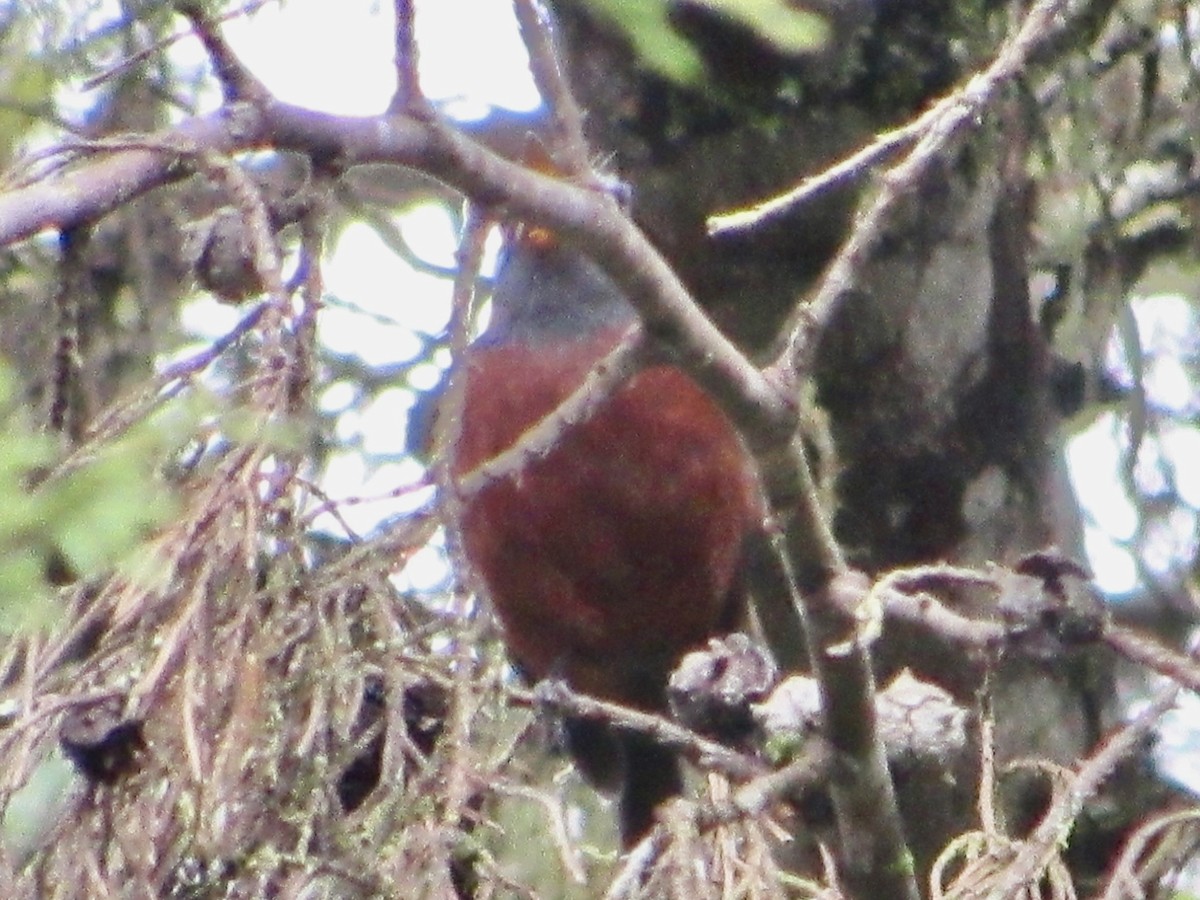 Chestnut-bellied Chat-Tyrant - ML638492858