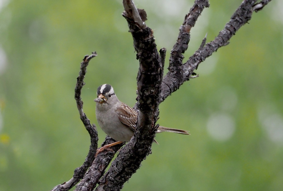 White-crowned Sparrow - ML638492868