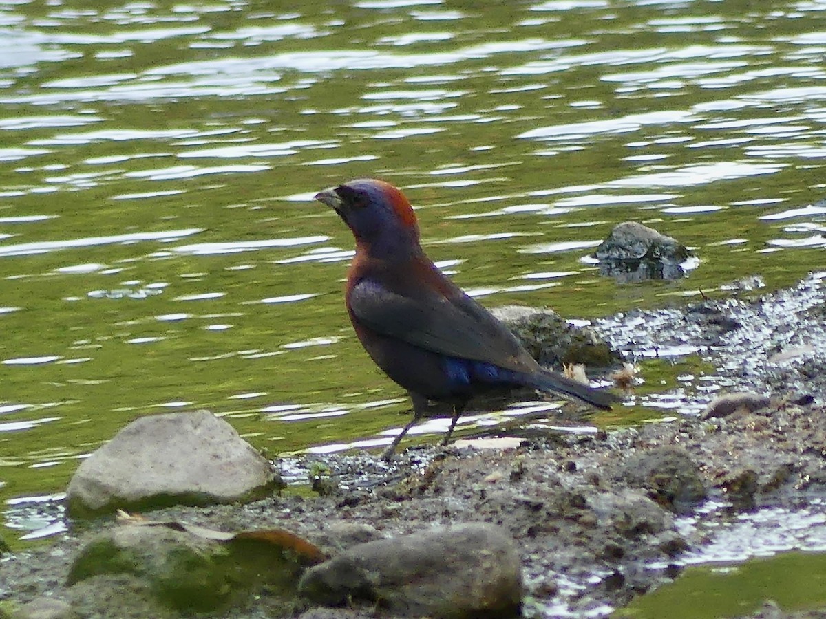 Varied Bunting - ML638492980
