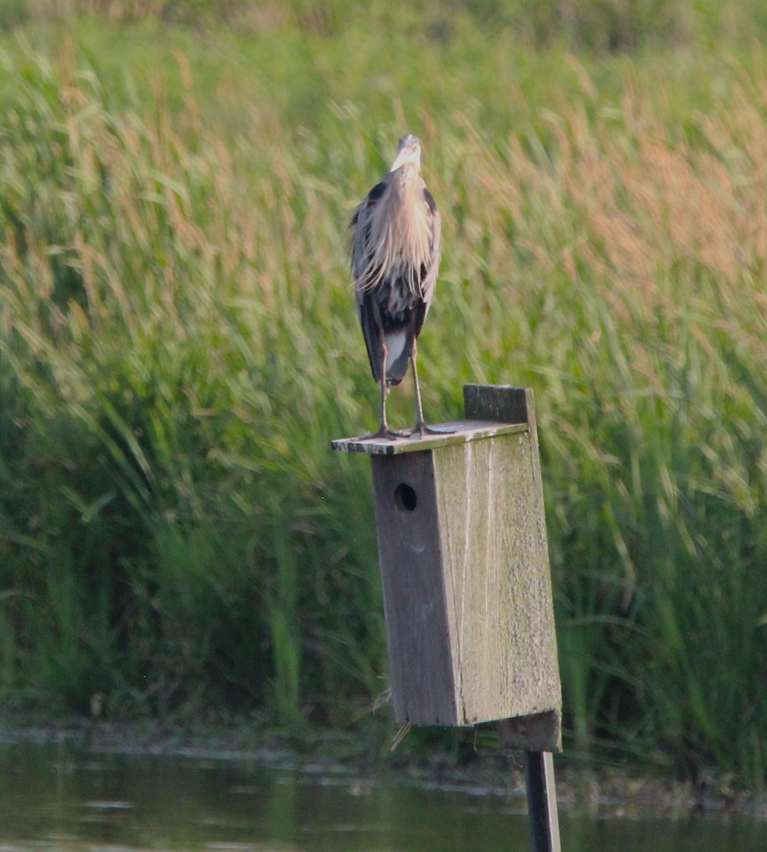 Great Blue Heron - ML638492985