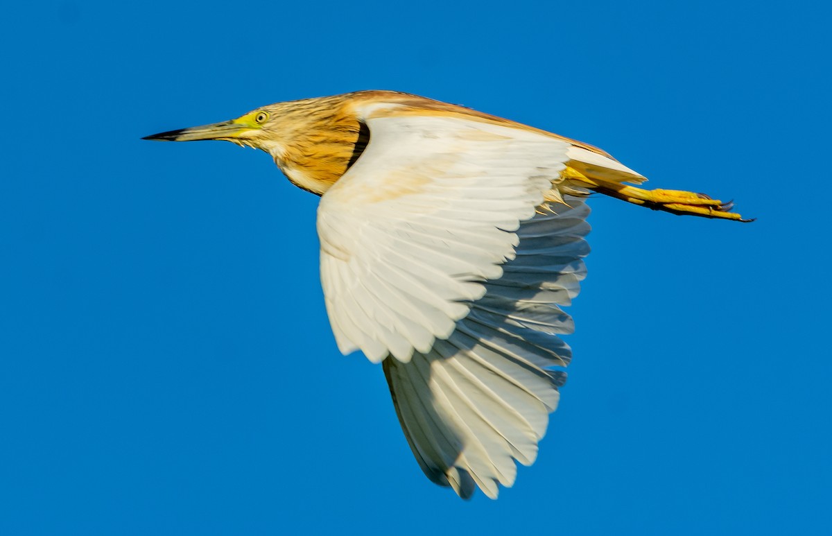 Squacco Heron - ML638492988