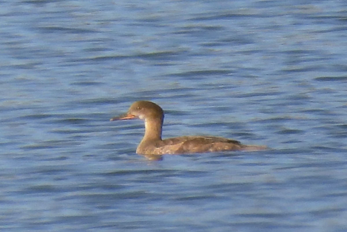 Hooded Merganser - ML638492989