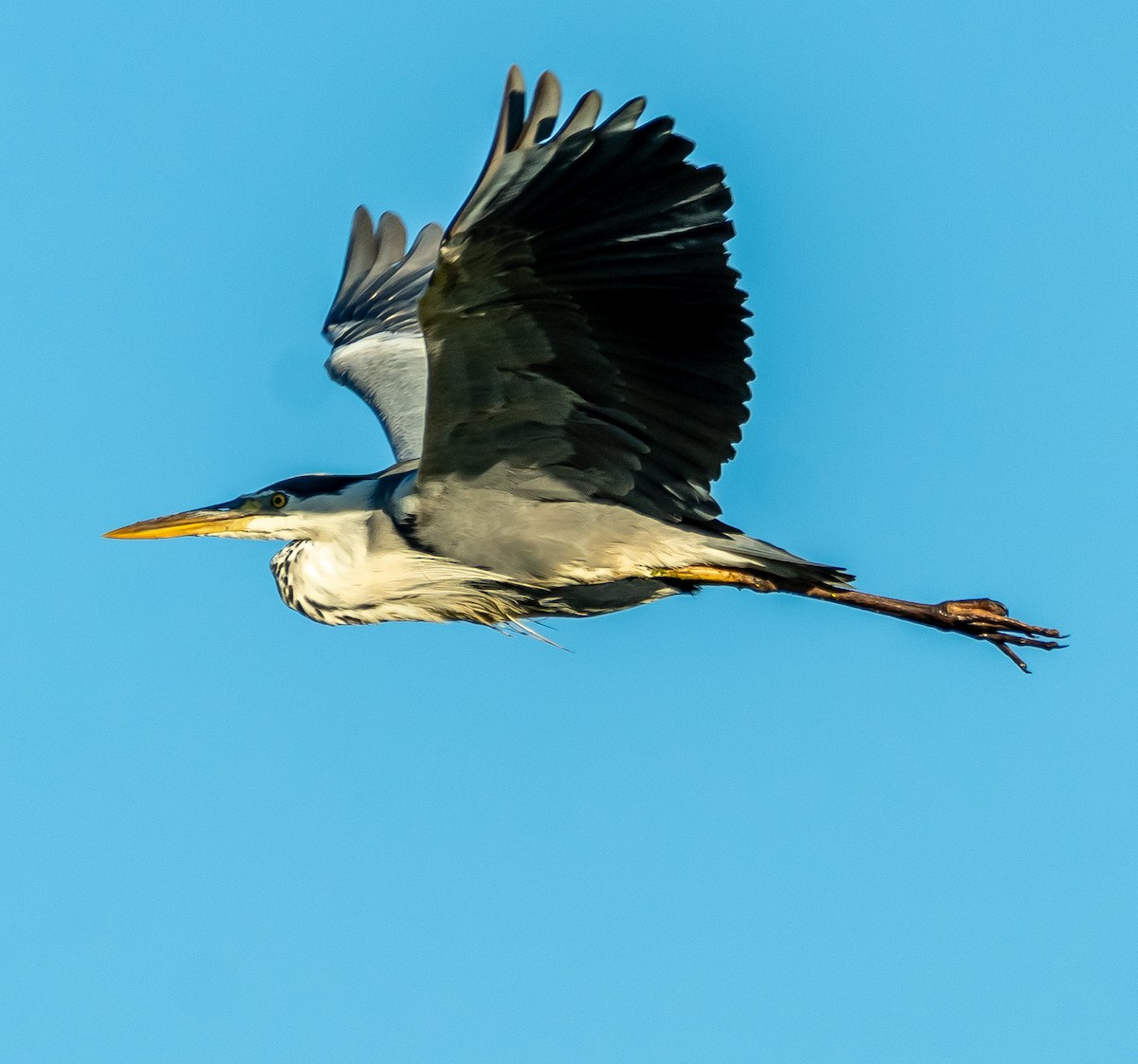 Gray Heron - ML638492990