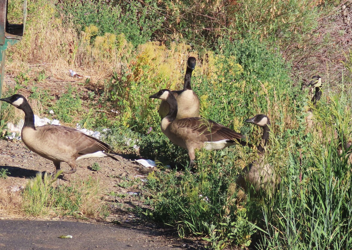 Canada Goose - ML638492991