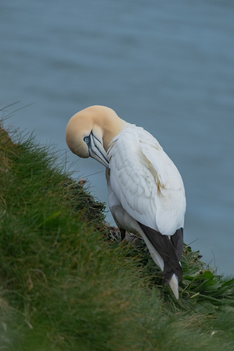 Northern Gannet - ML638492992