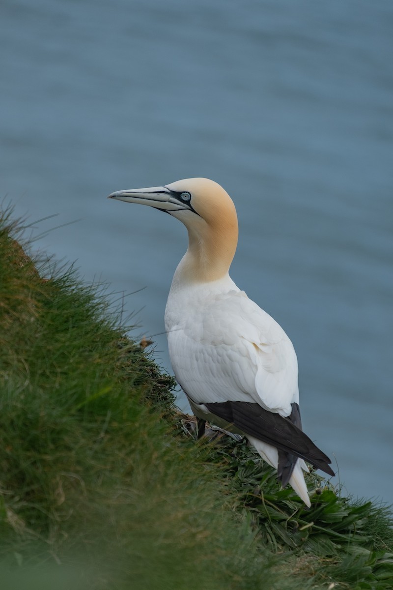 Northern Gannet - ML638492993
