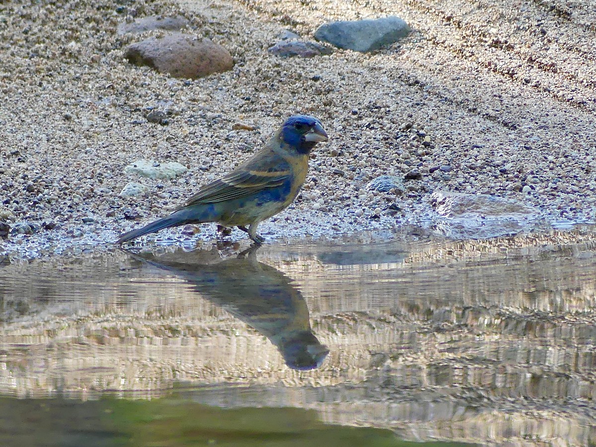 Blue Grosbeak - ML638492995
