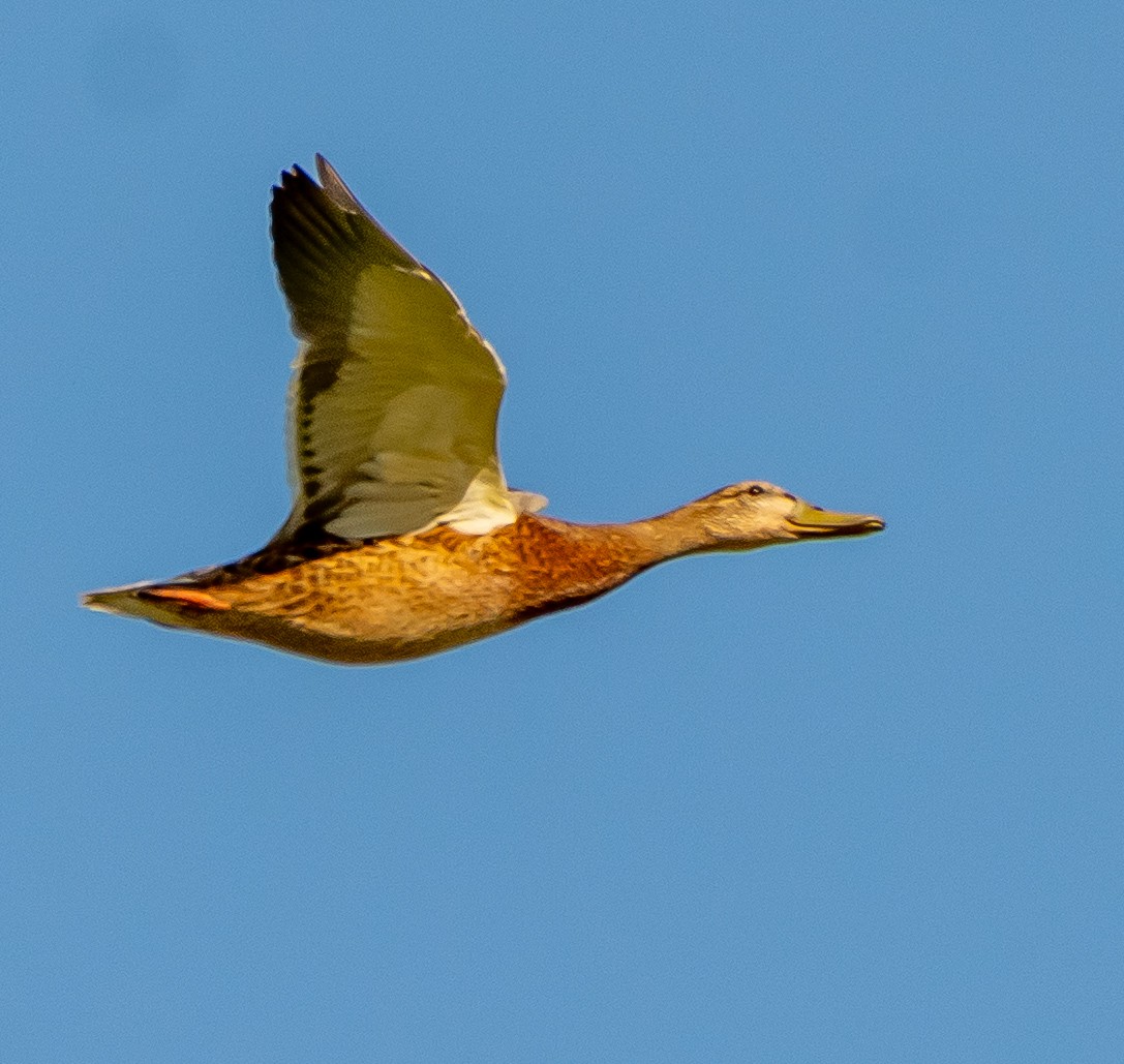 Mallard - ML638492997