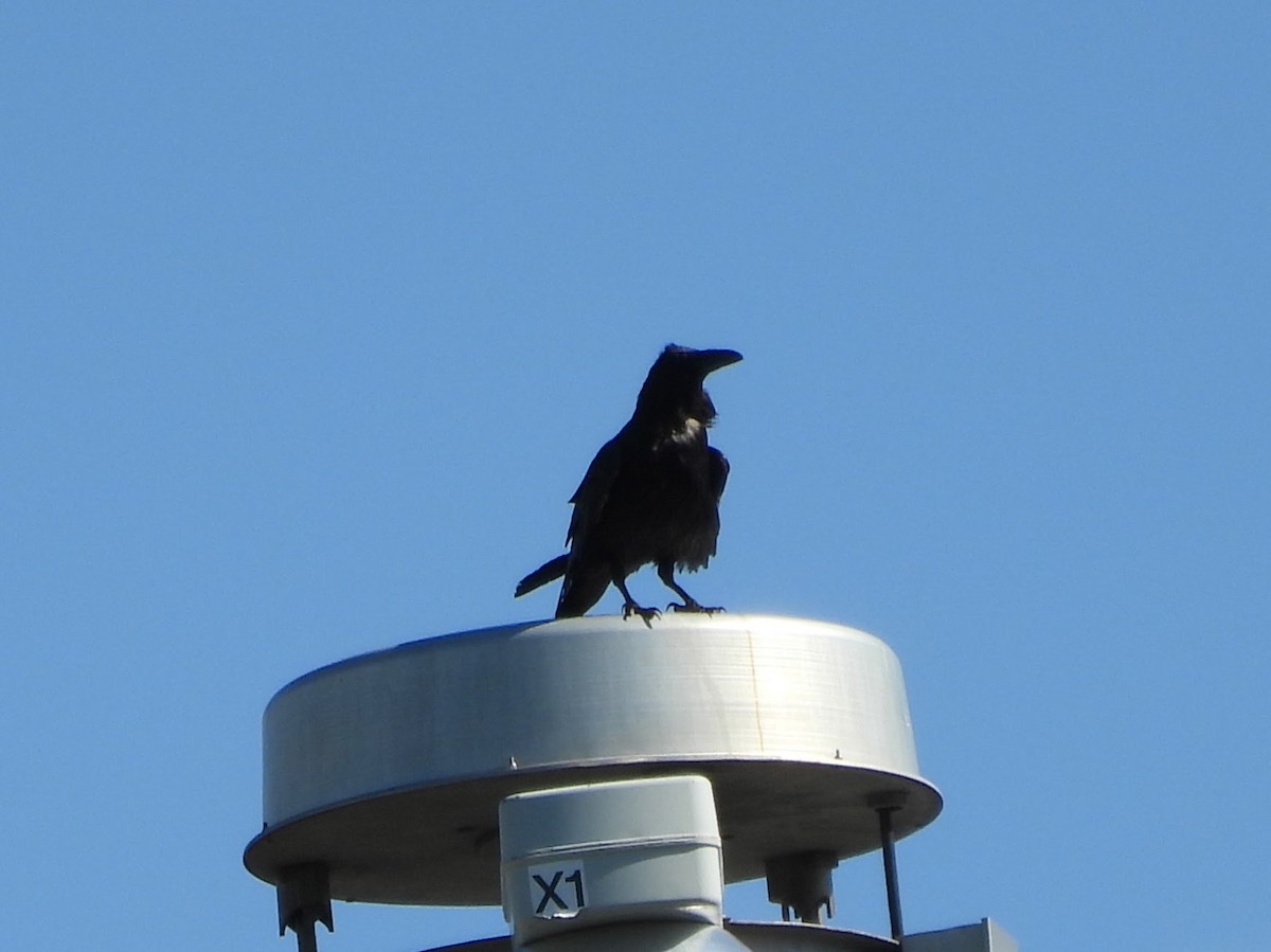 Common Raven - ML638492998