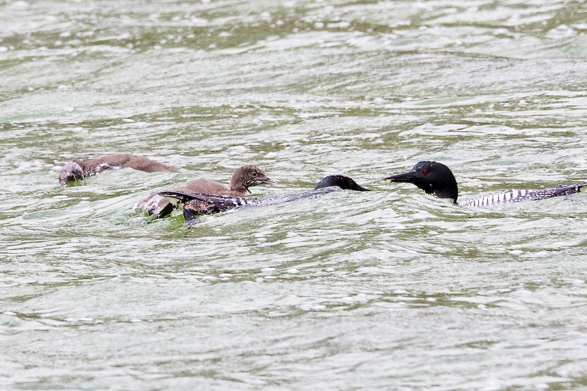 Common Loon - ML638493004