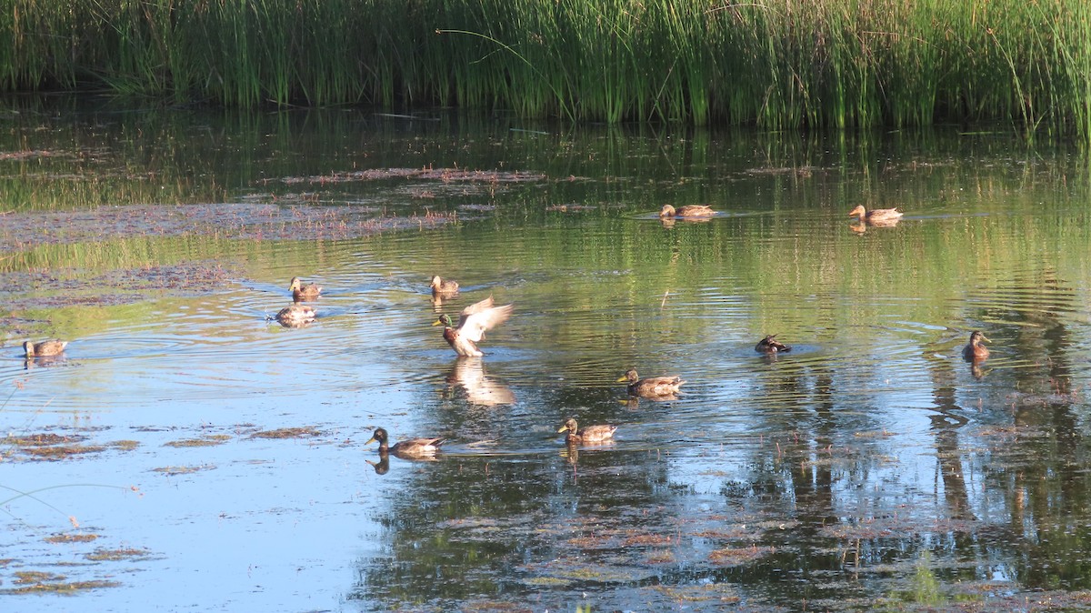 Mallard - ML638493005