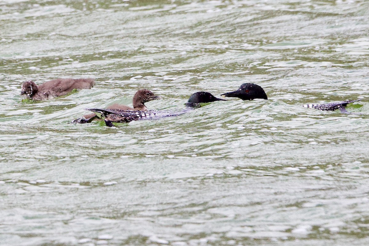 Common Loon - ML638493006