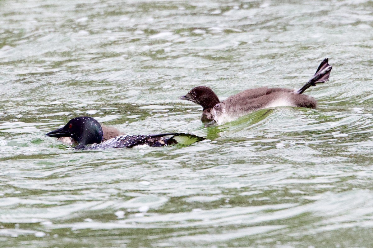 Common Loon - ML638493007