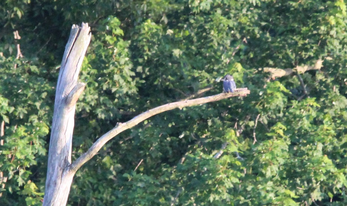 Belted Kingfisher - ML638493008