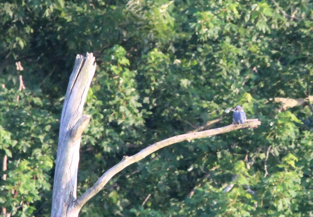 Belted Kingfisher - ML638493009