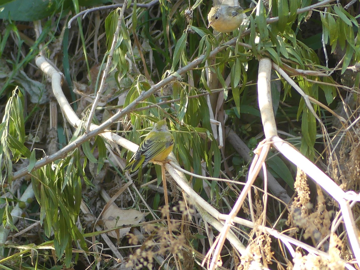 Yellow Warbler - ML638493016