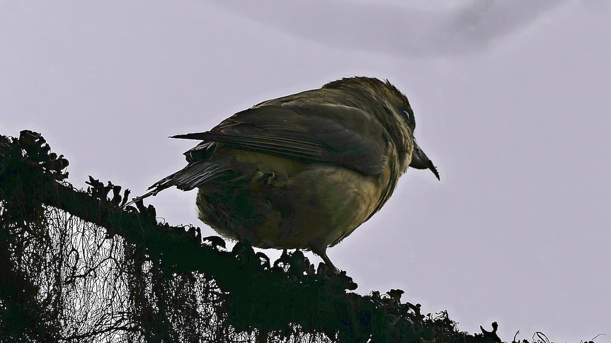 Red Crossbill - ML638493017