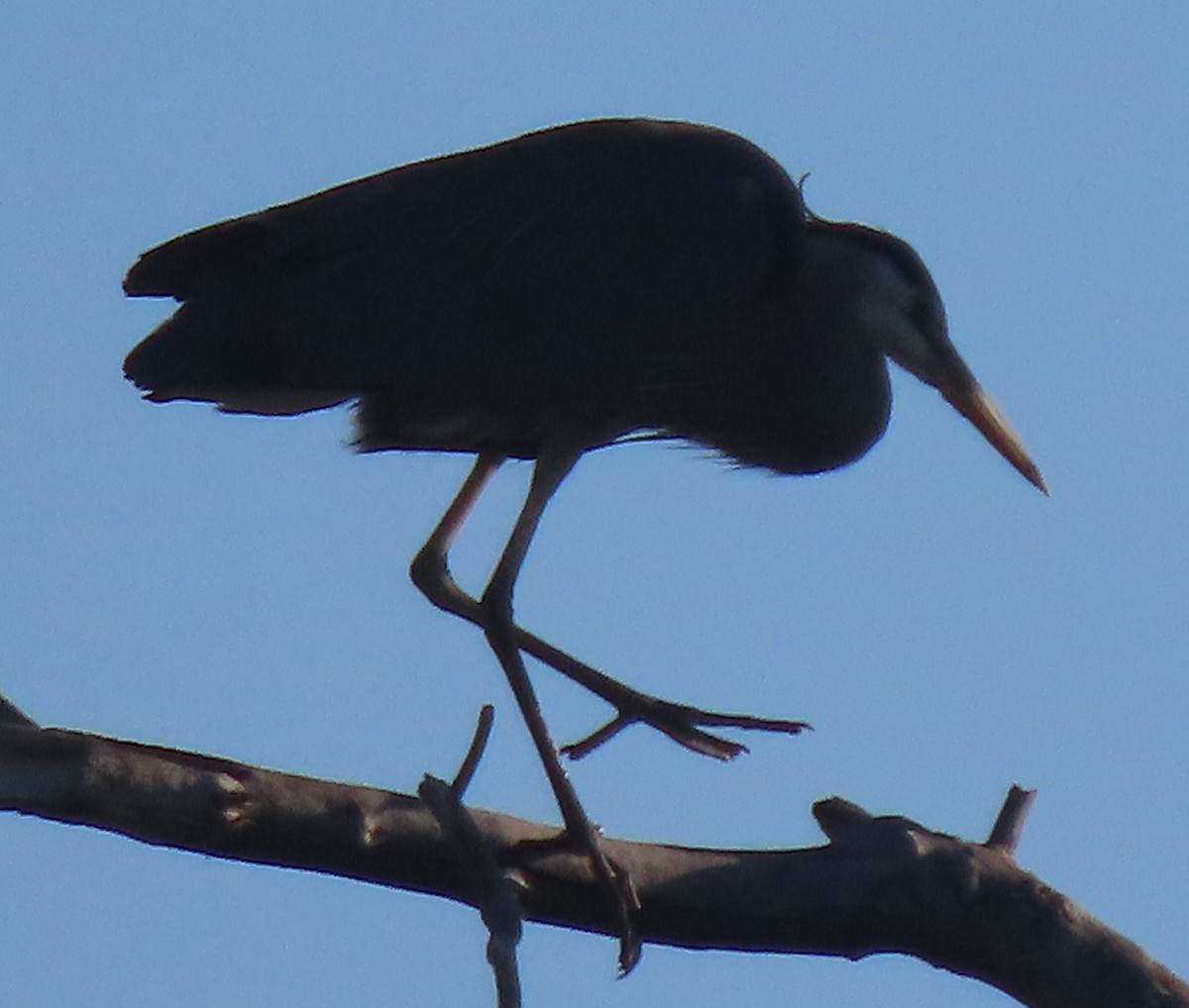 Great Blue Heron - ML638493018