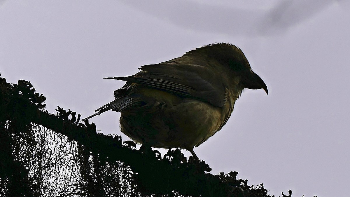 Red Crossbill - ML638493019