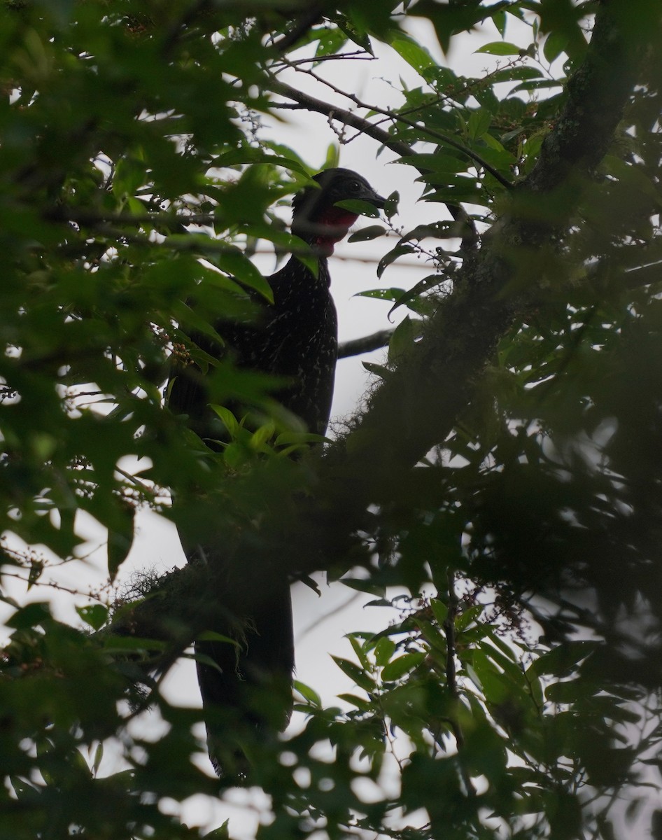 Crested Guan - ML638493029