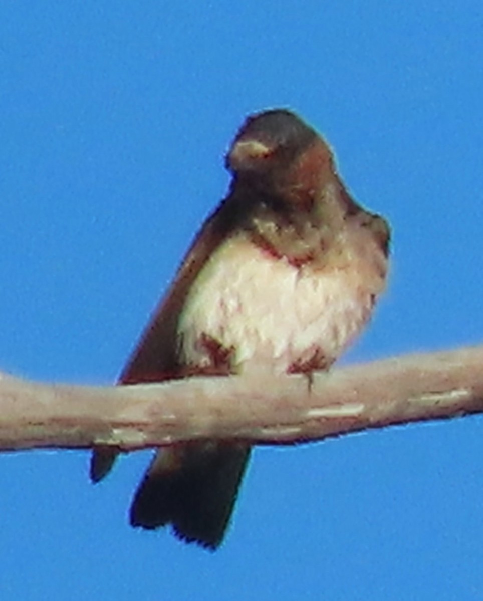 סנונית אמריקנית - ML638493033