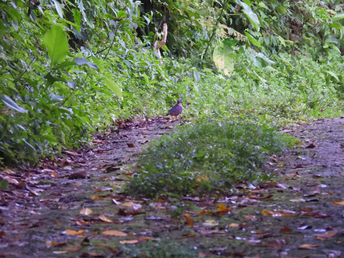 Crested Quail-Dove - ML638493040