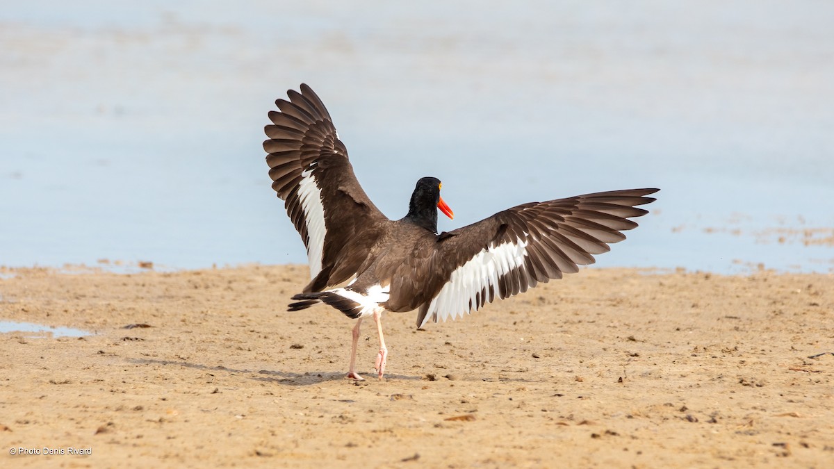 American Oystercatcher - ML638493047