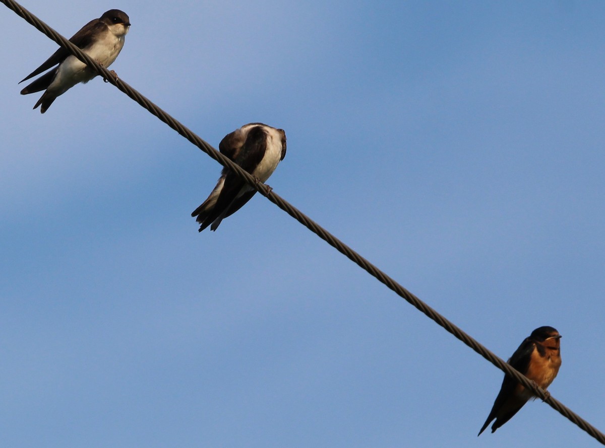 Golondrina Común - ML638493055