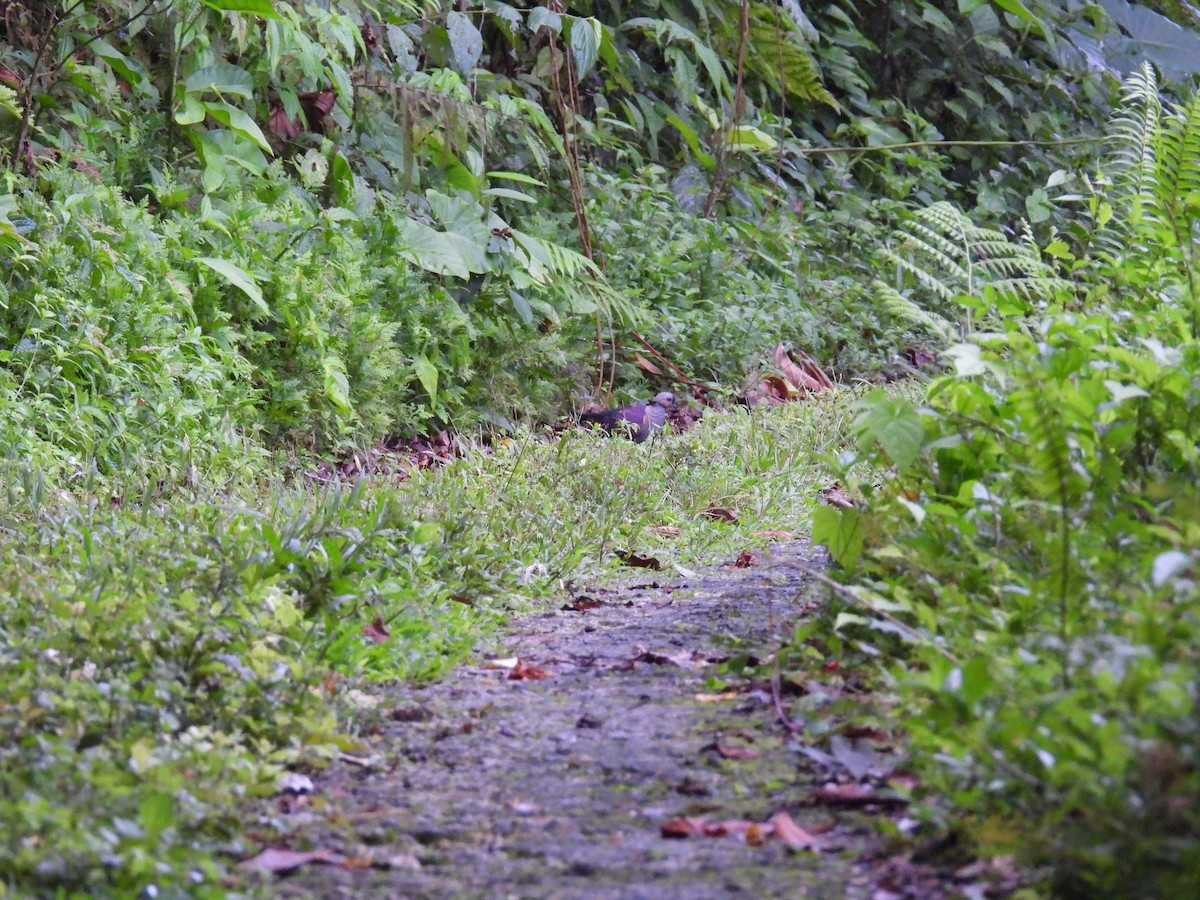 Crested Quail-Dove - ML638493059