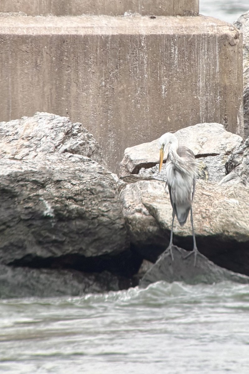 Great Egret x Great Blue Heron (hybrid) - ML638493084