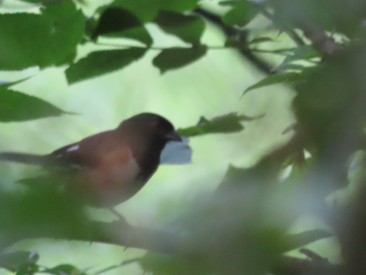 Eastern Towhee - ML638493086