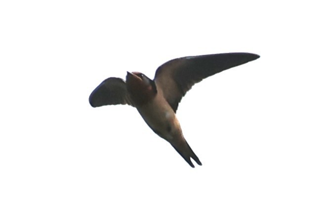 Golondrina Común - ML638493117