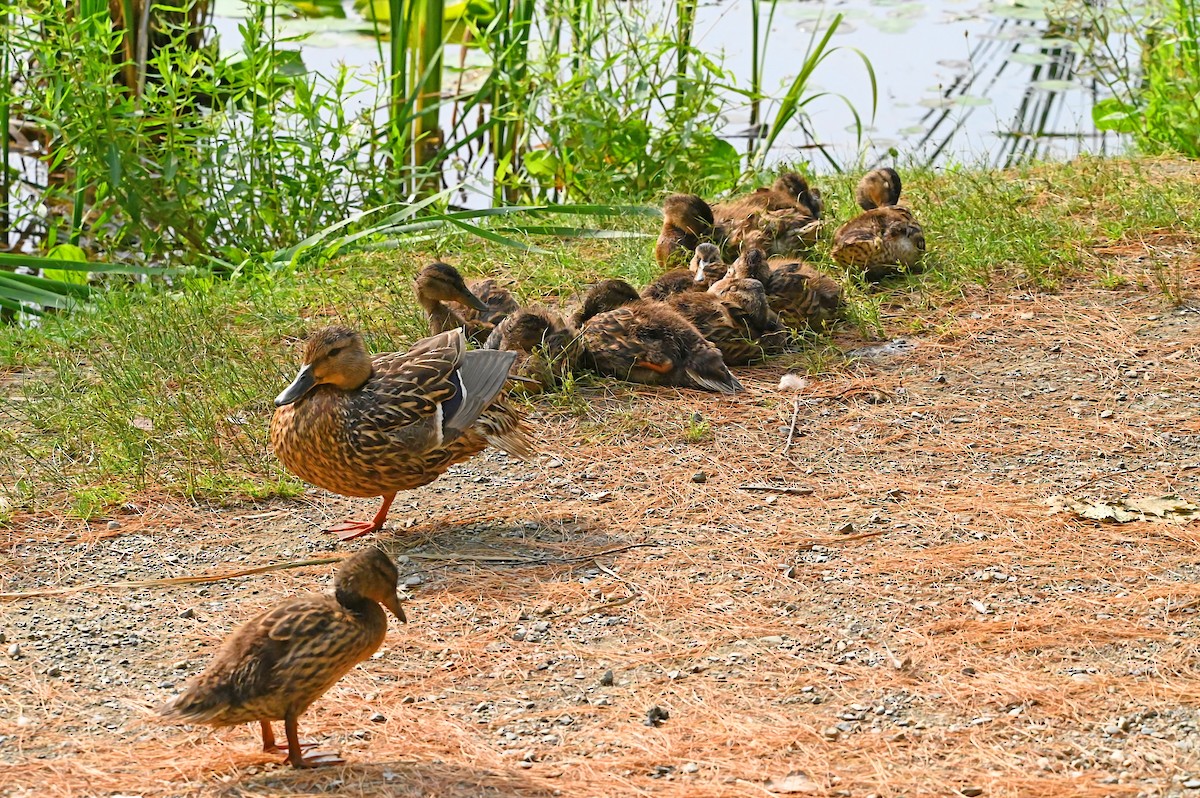 Mallard - ML638493120