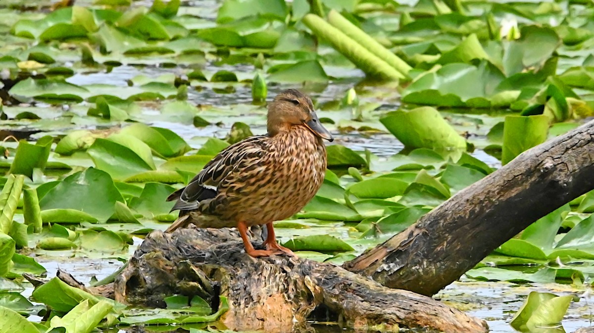 Mallard - ML638493130