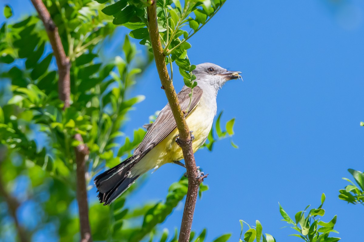 Schmalschnabel-Königstyrann - ML638493155