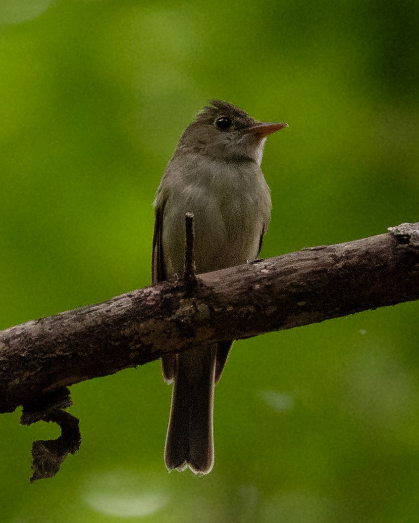 Acadian Flycatcher - ML638493173
