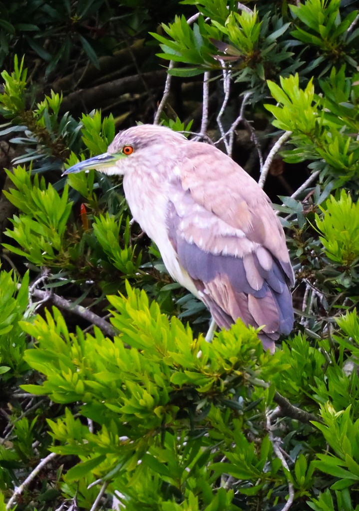 Black-crowned Night Heron - ML638493175