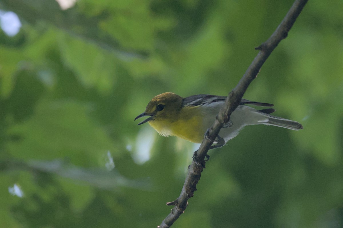 Sarı Gerdanlı Vireo - ML638493206